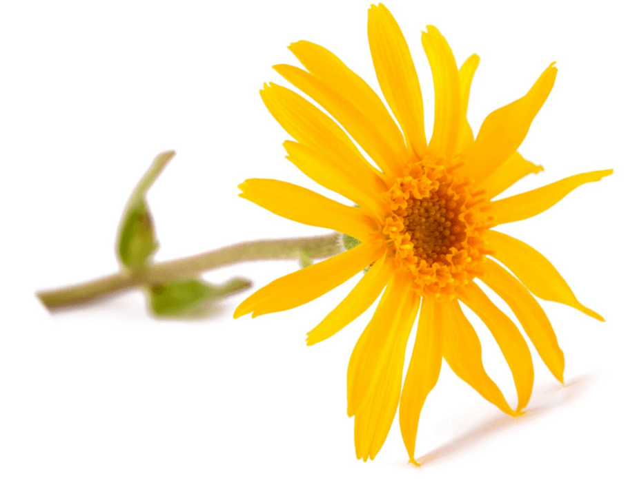 Estratto di arnica contenuto in Artovitel